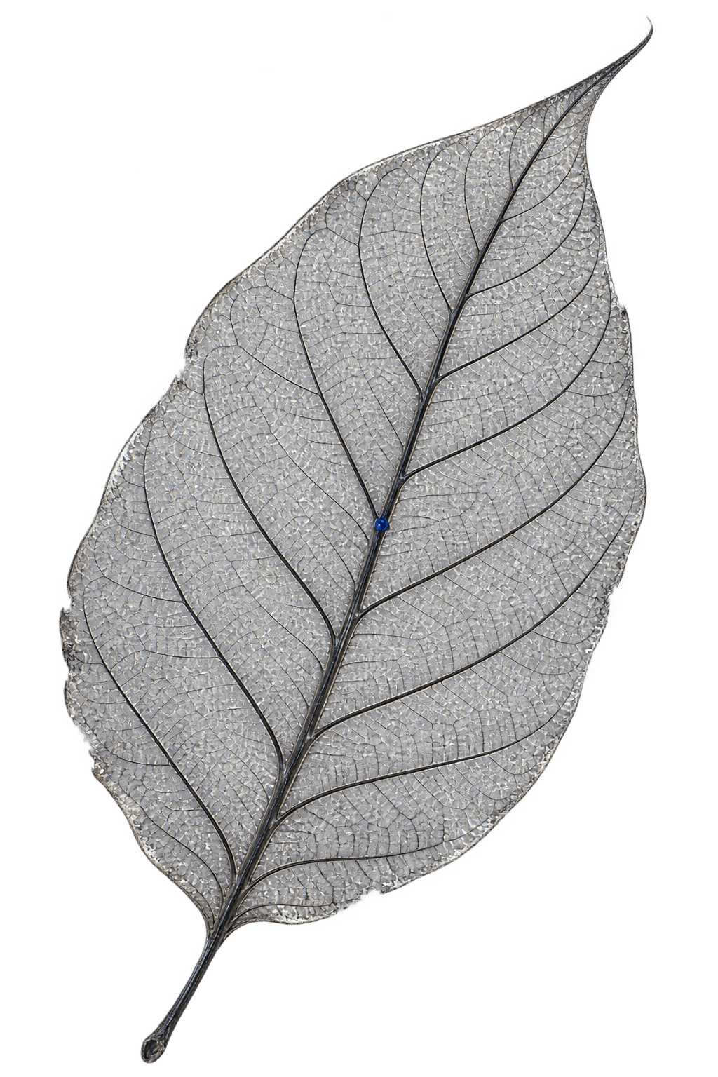 A whole leaf skeleton, every vein intact, a single point on the midrib picked out in blue